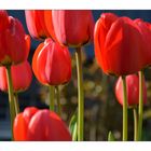 Tulpen....