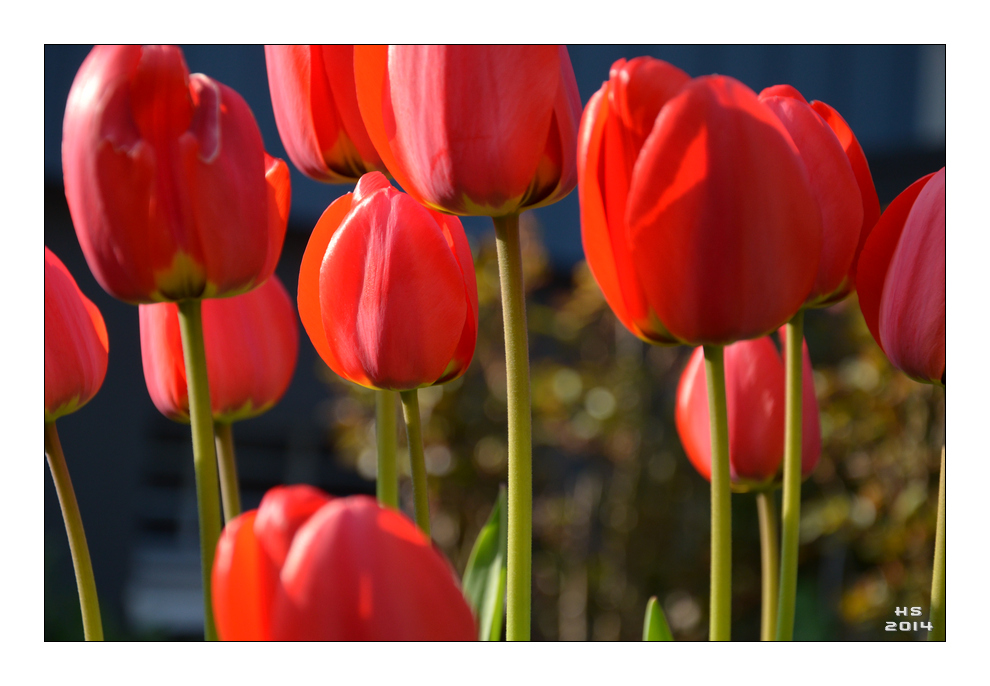 Tulpen....