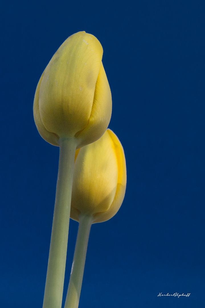 Tulpen