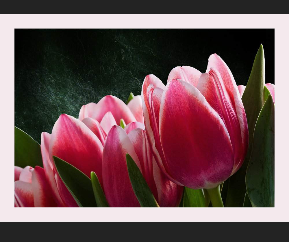 Tulpen......