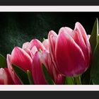 Tulpen......