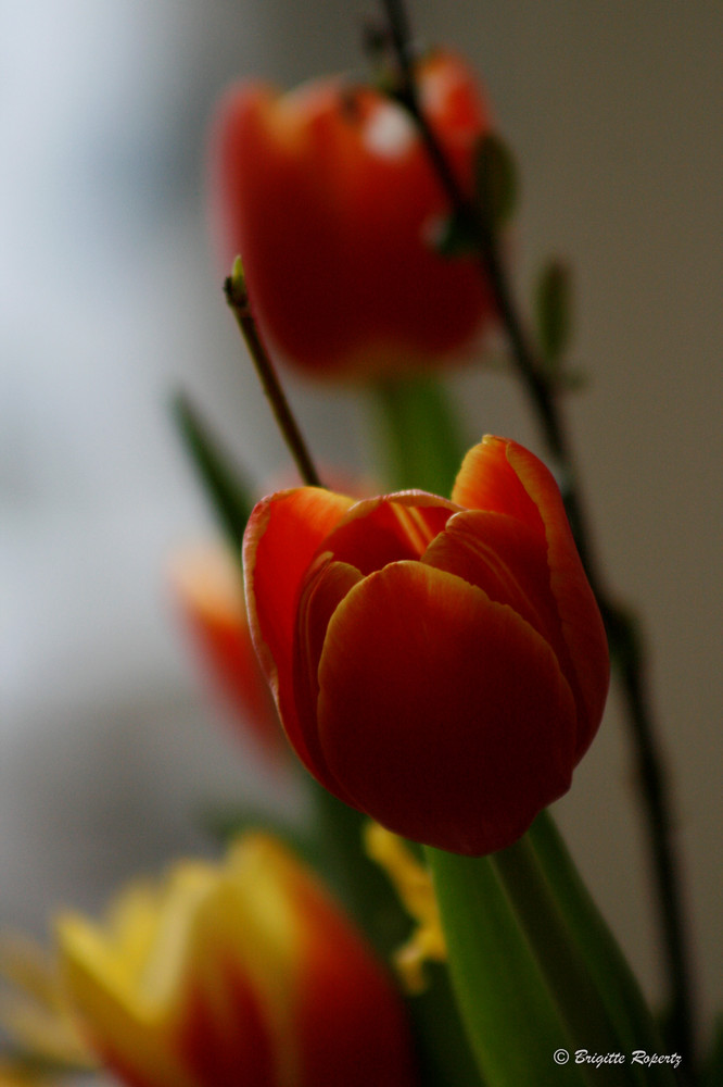 Tulpen