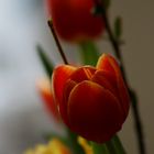 Tulpen