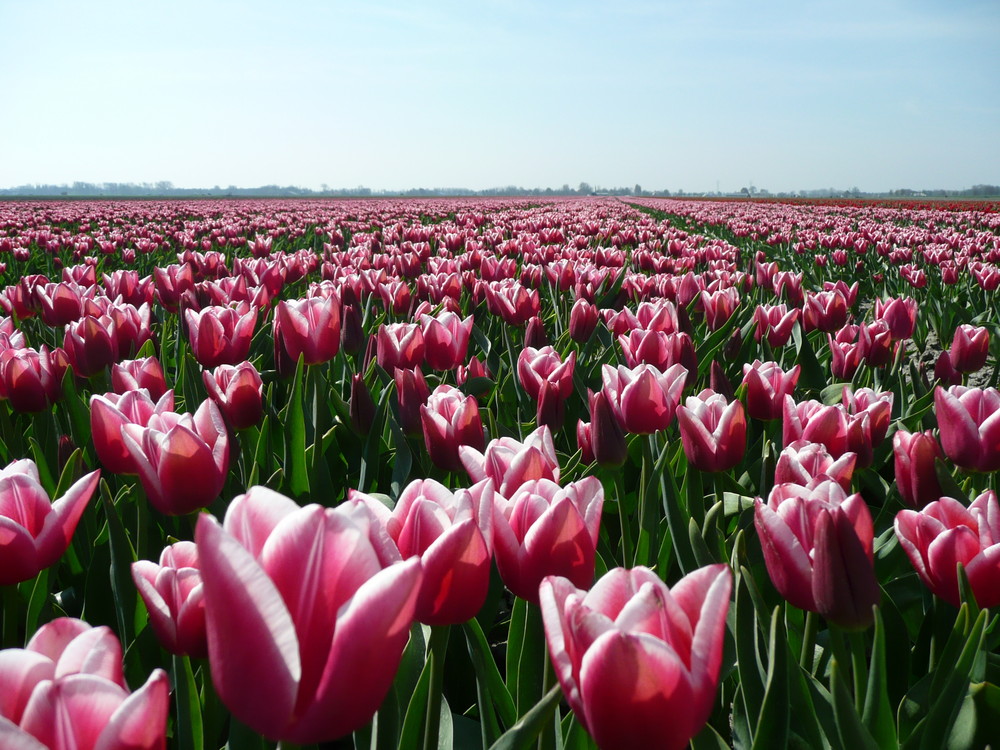 Tulpen