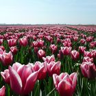 Tulpen