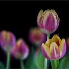 Tulpen ....