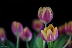 Tulpen ....