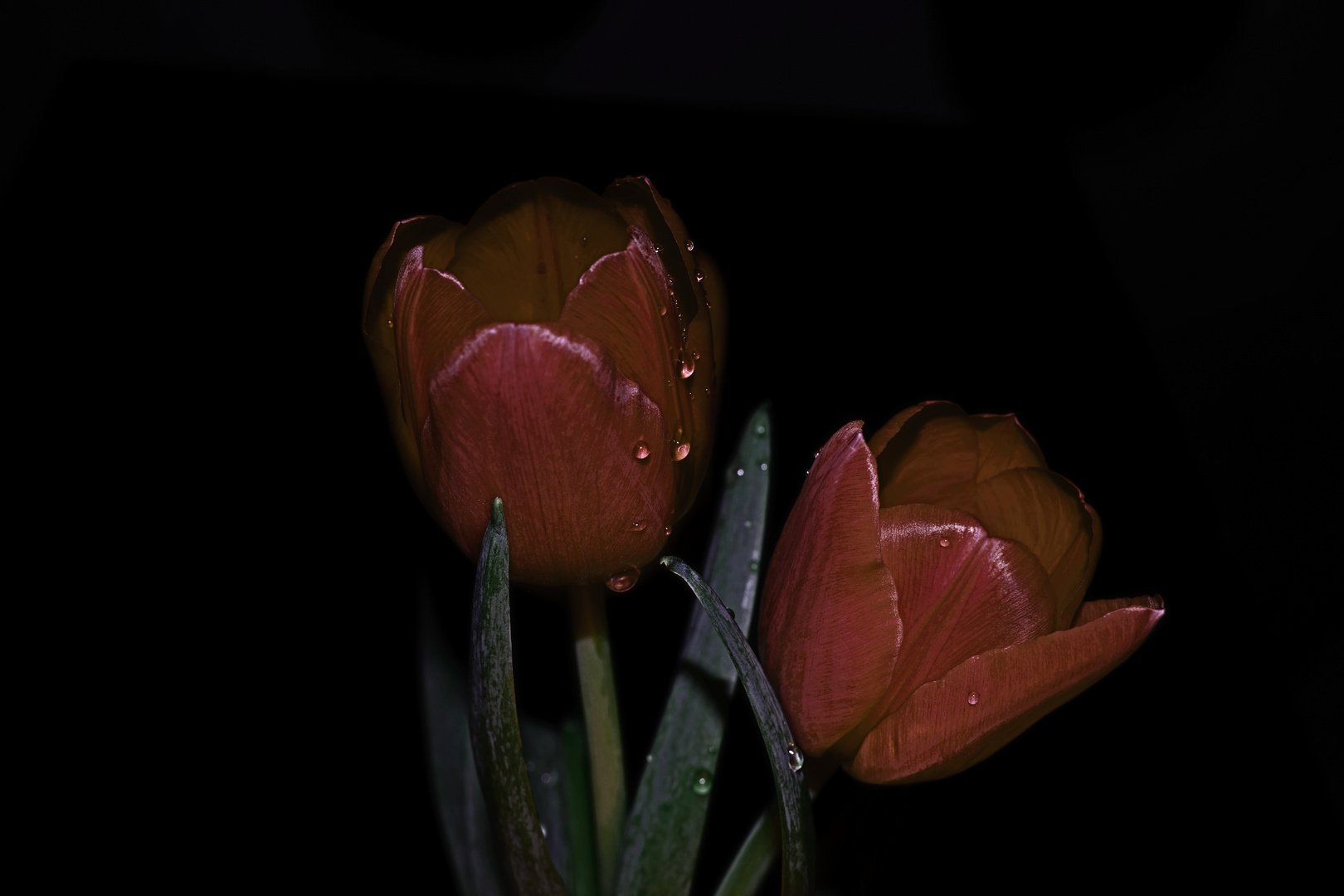 Tulpen