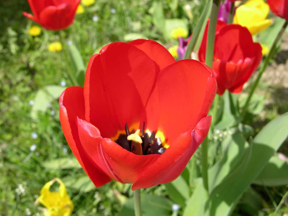 Tulpen