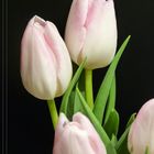 ~Tulpen~