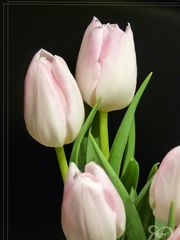 ~Tulpen~