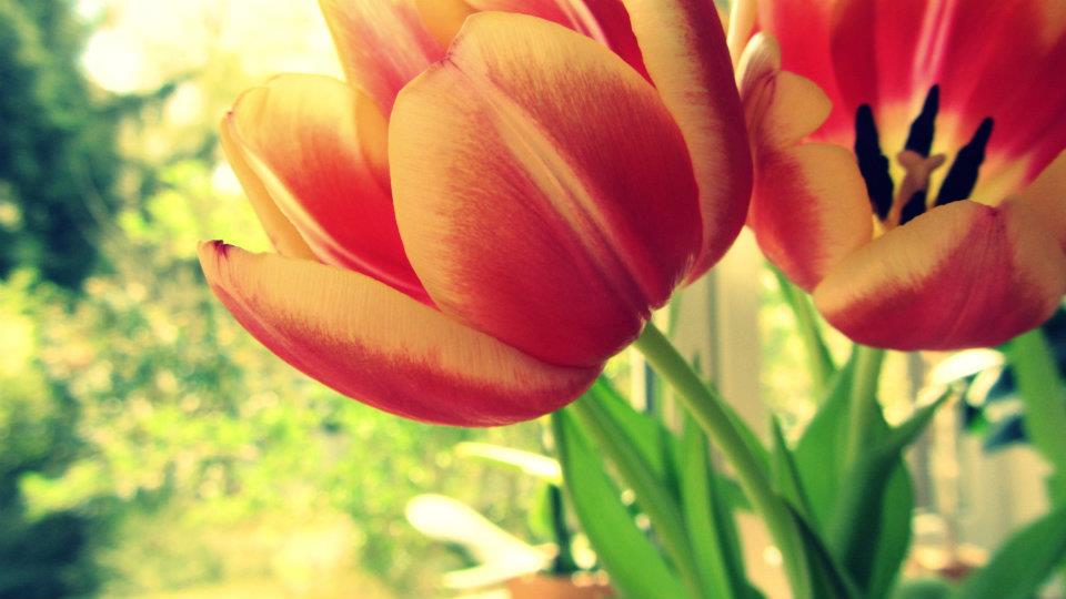 Tulpen