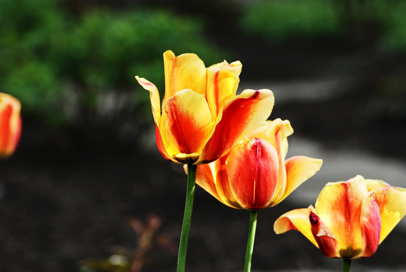 Tulpen