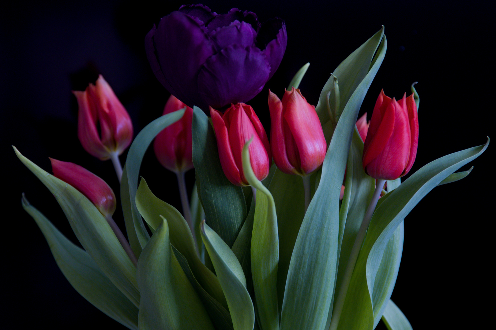 Tulpen