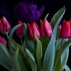 Tulpen