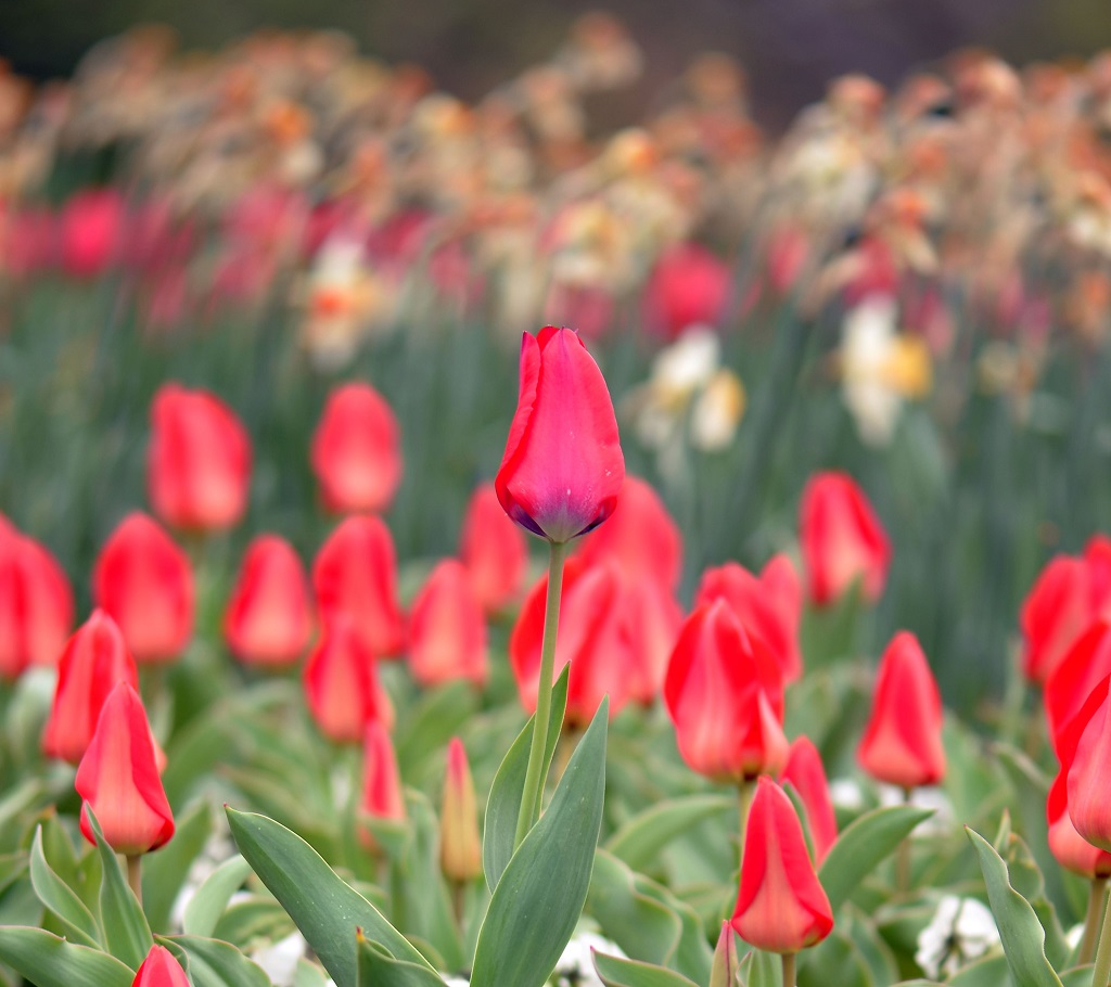 Tulpen