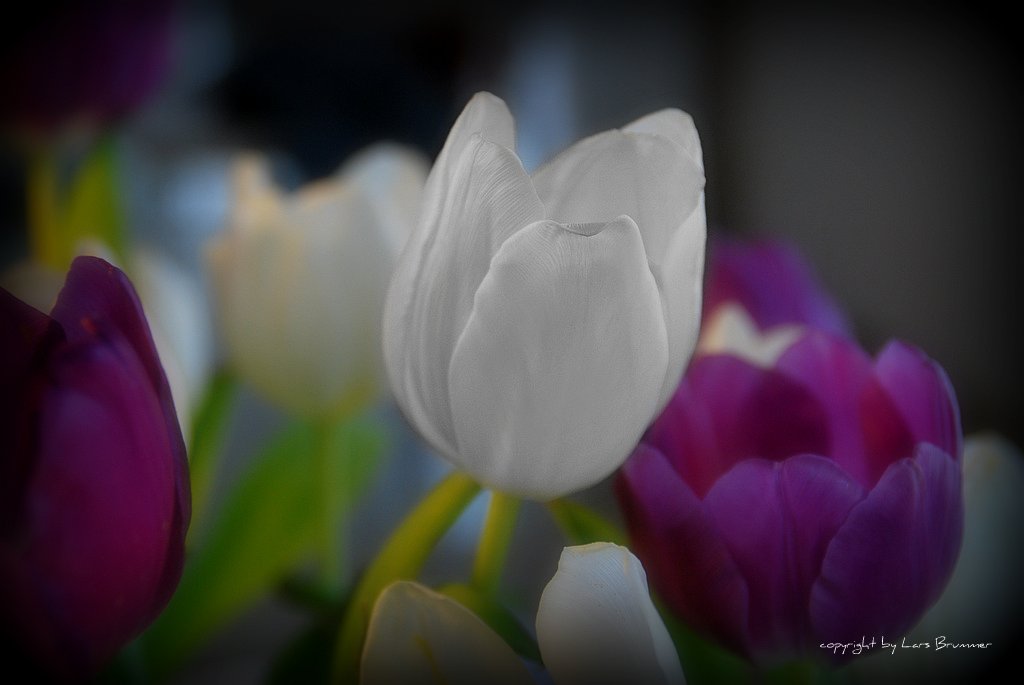 Tulpen