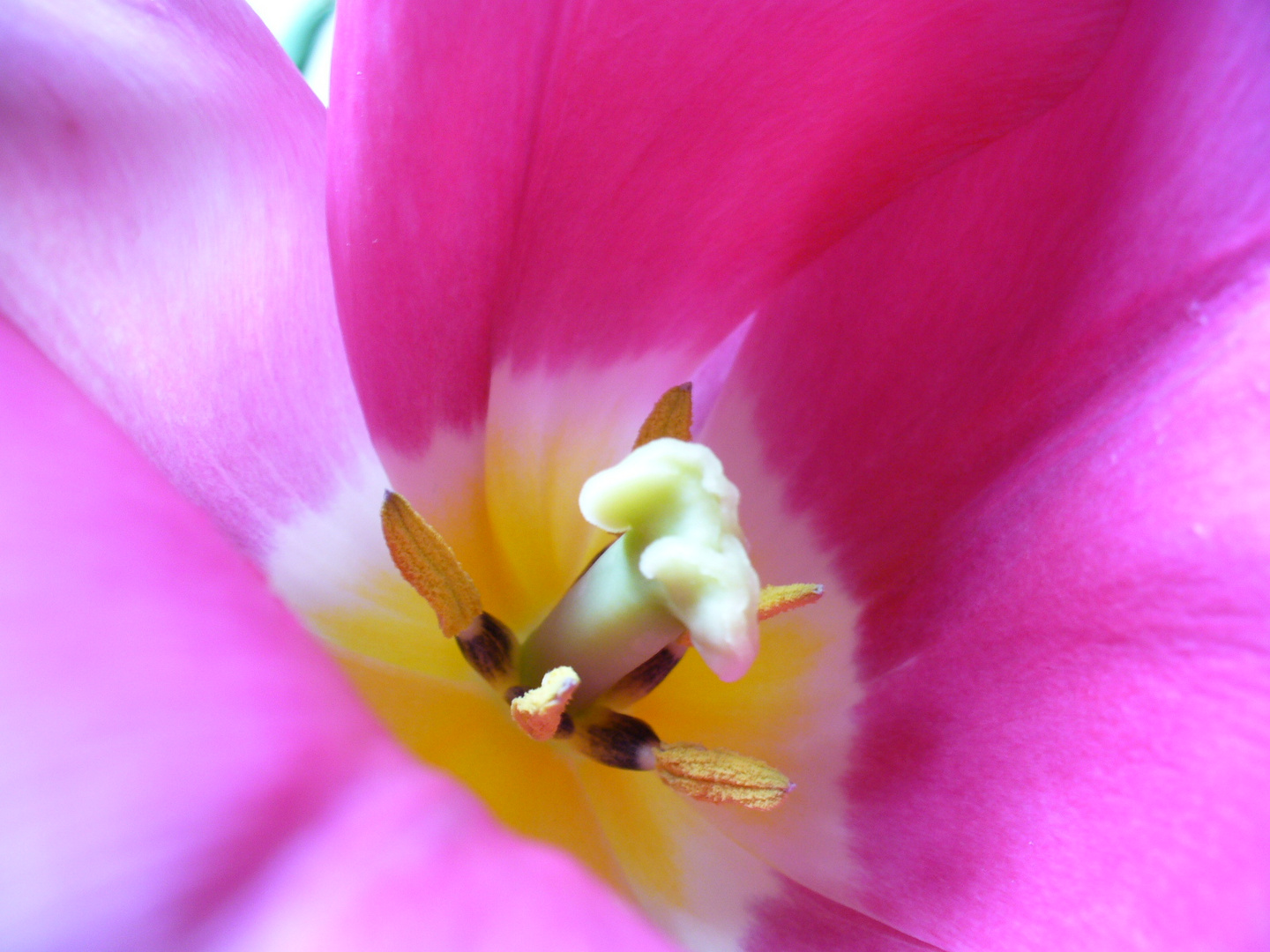 Tulpen