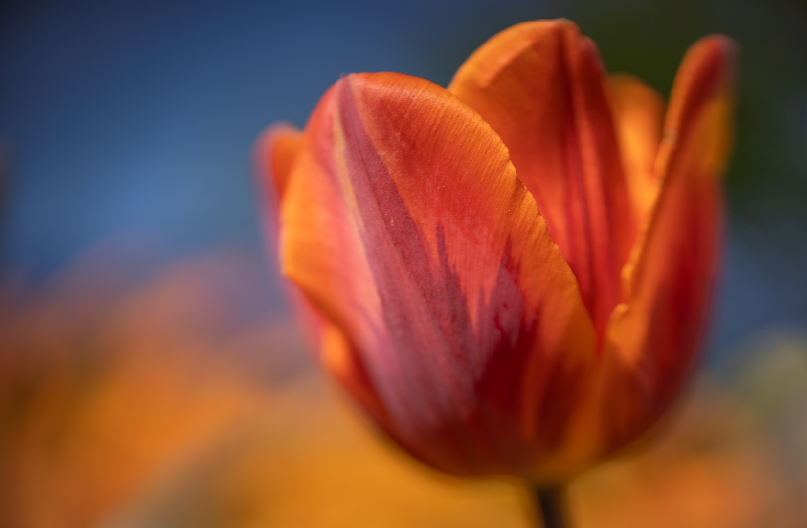 Tulpen