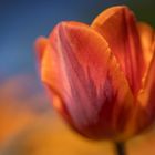 Tulpen