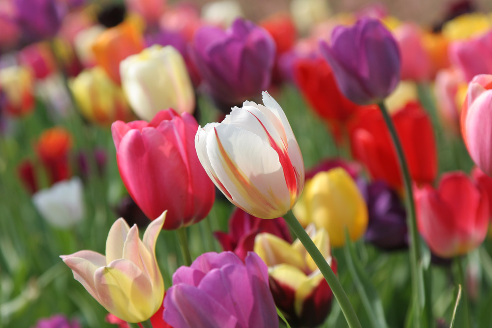 Tulpen...