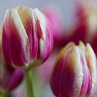 Tulpen