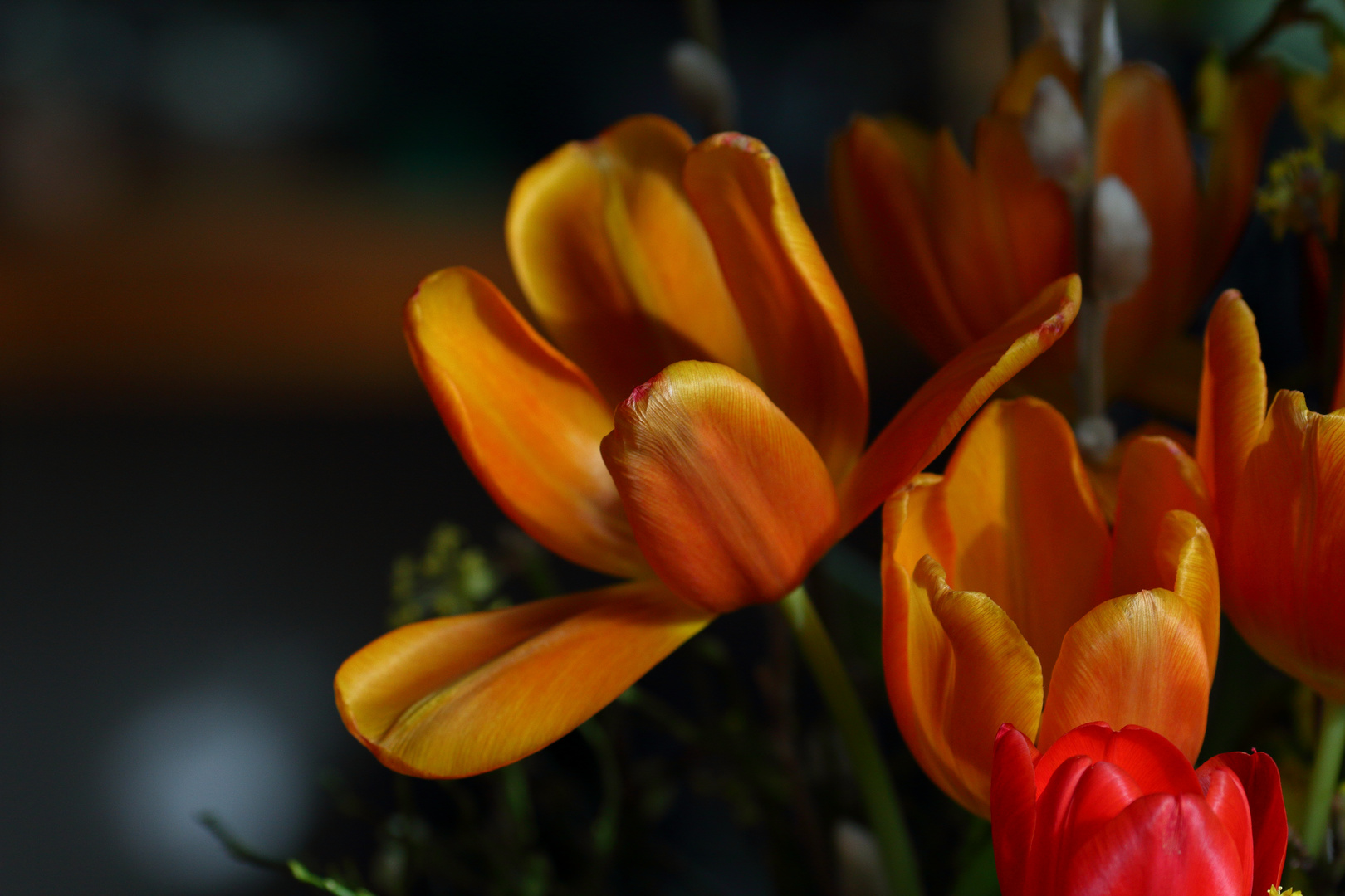 Tulpen