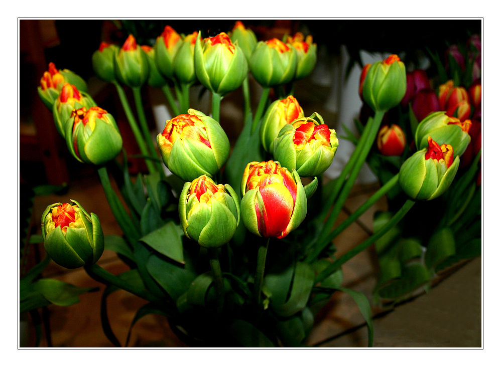 tulpen