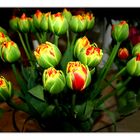 tulpen