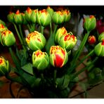 tulpen