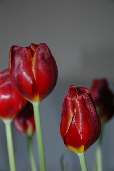 Tulpen