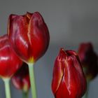 Tulpen