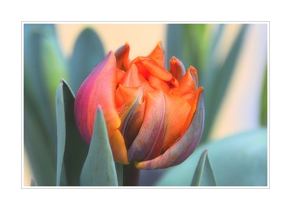 Tulpen