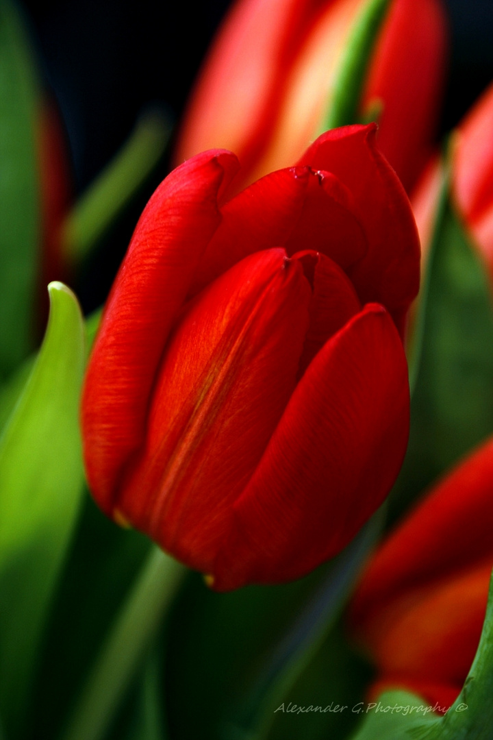 Tulpen