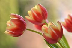 Tulpen....