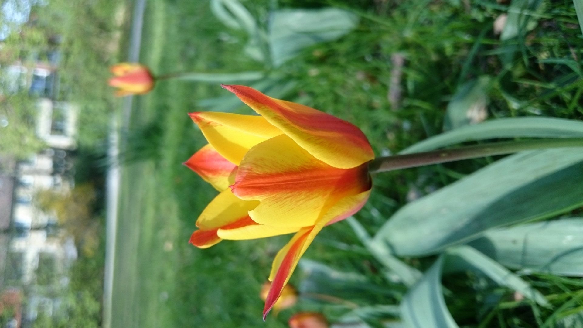 Tulpen