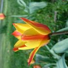 Tulpen