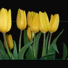 Tulpen