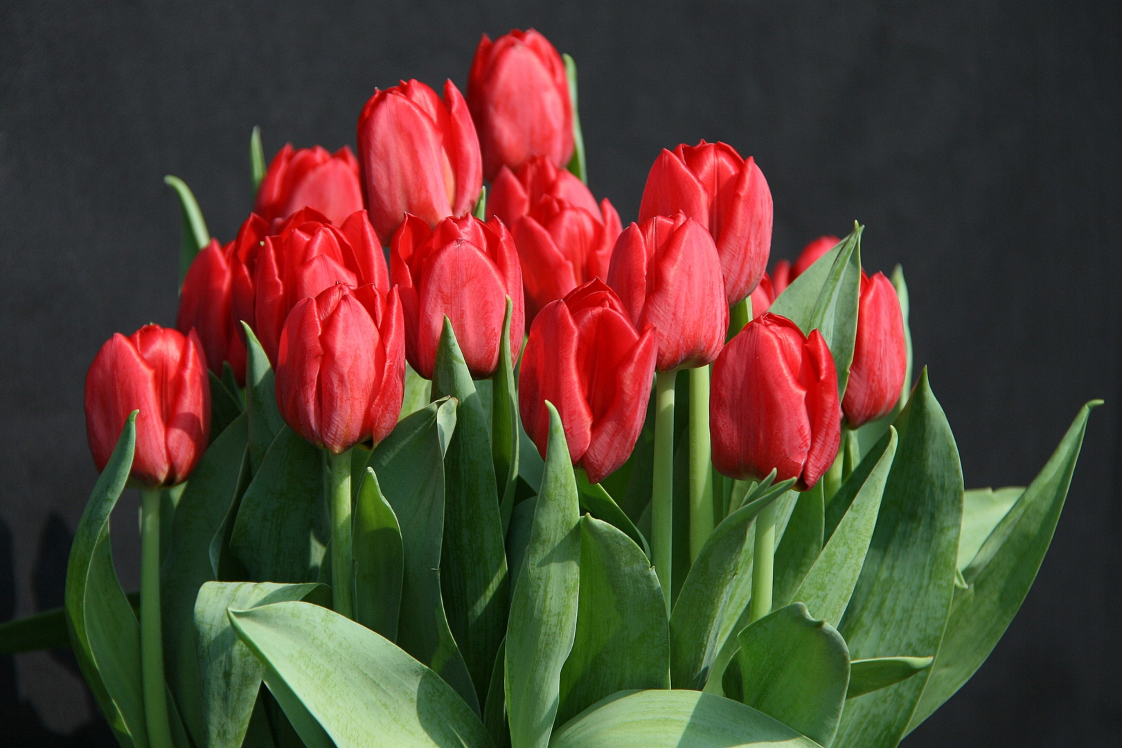 Tulpen