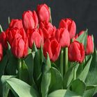 Tulpen