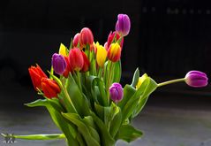 Tulpen