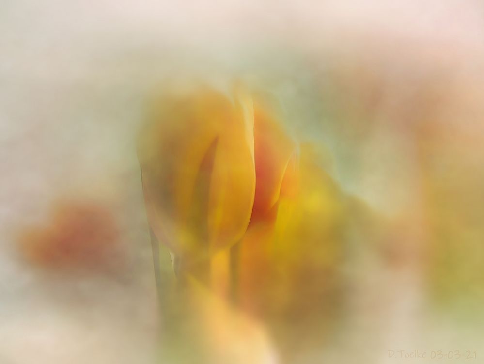 Tulpen