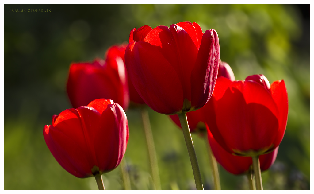 Tulpen