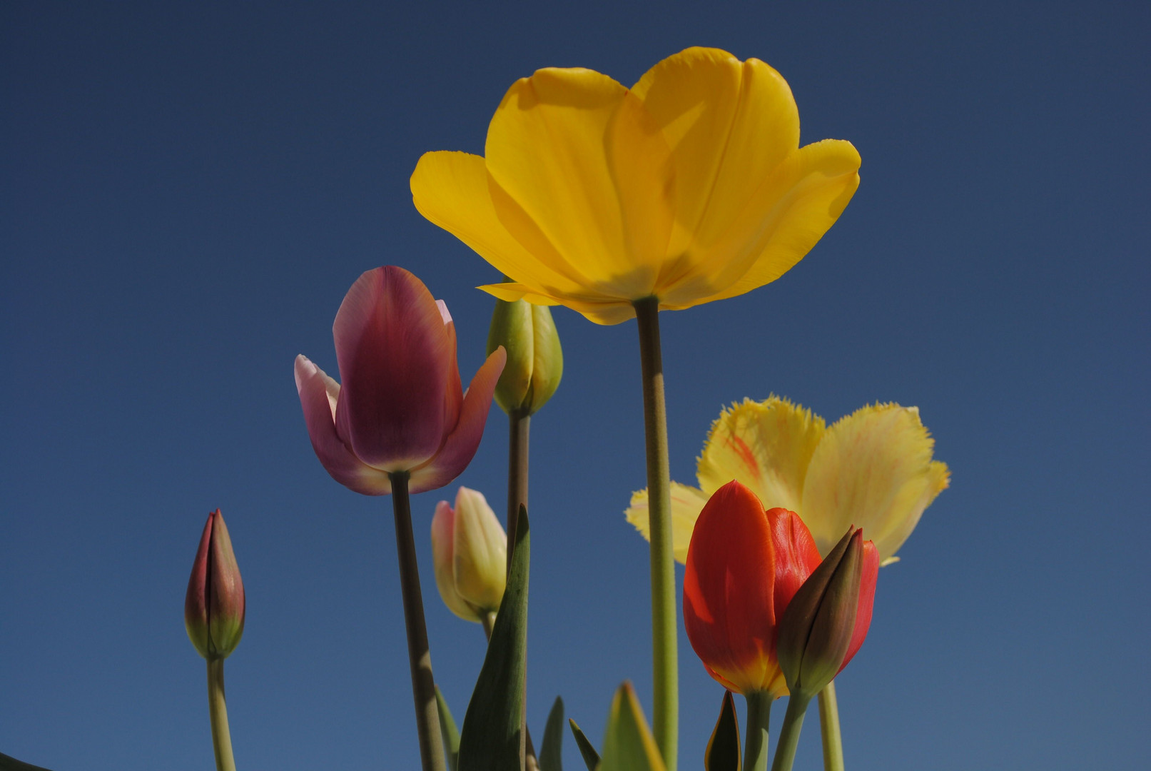 Tulpen