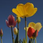 Tulpen