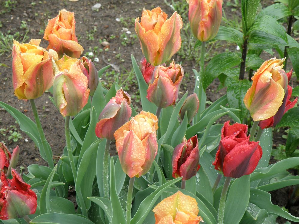 Tulpen