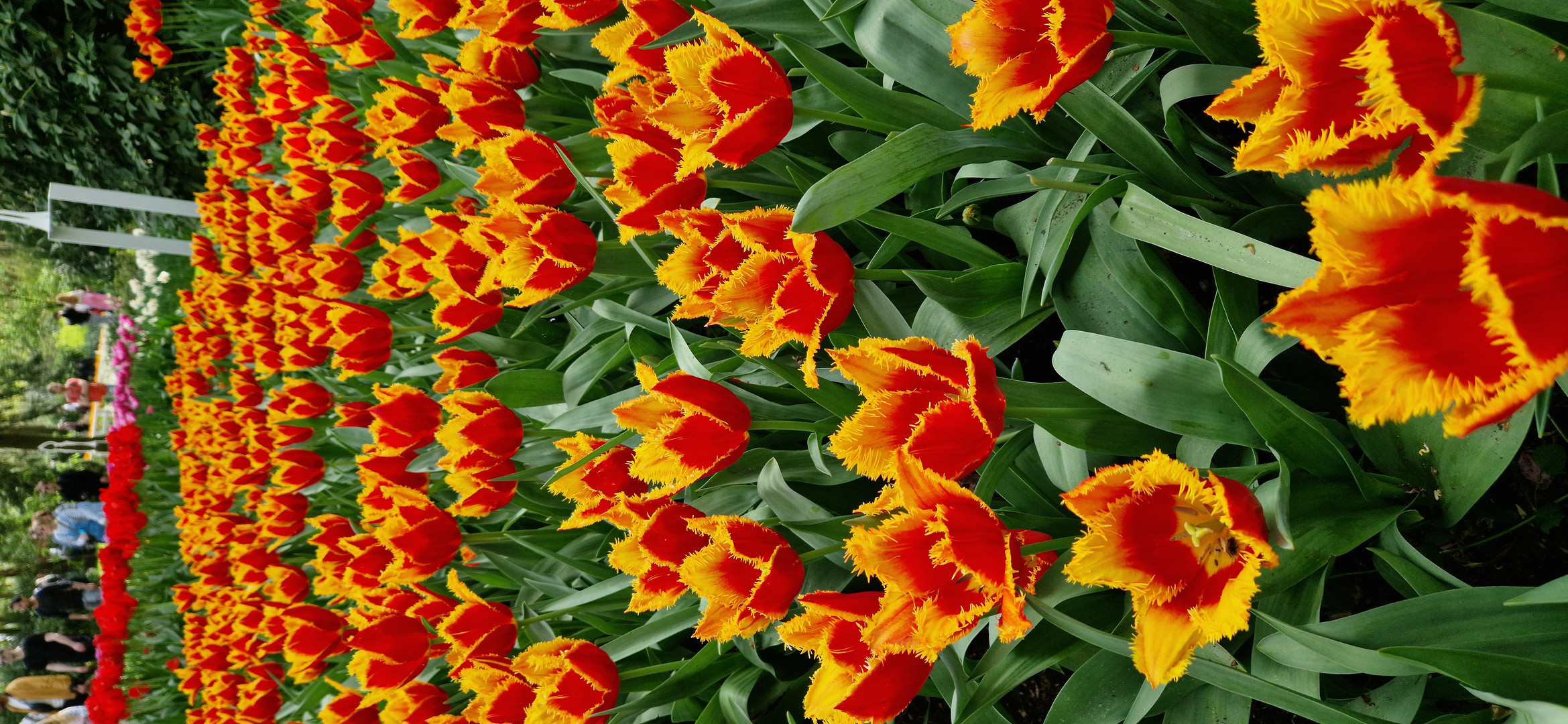 Tulpen 