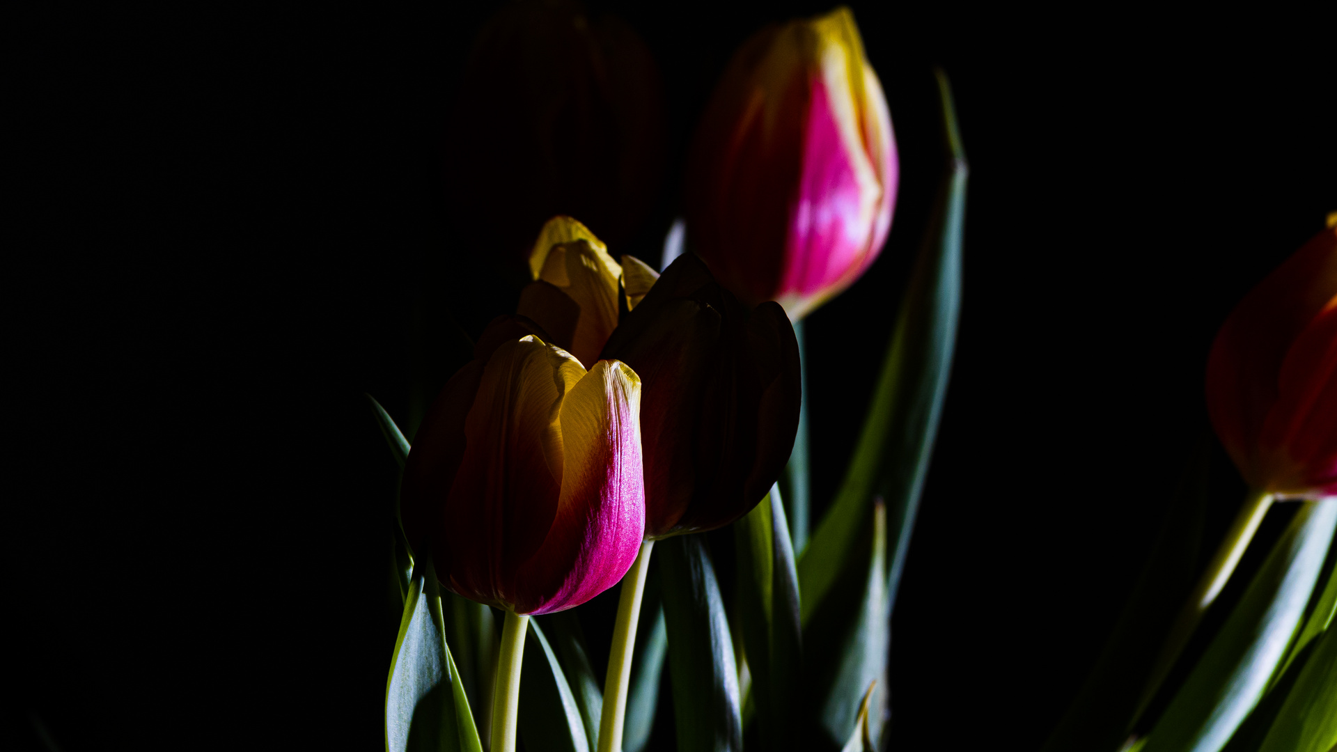 Tulpen