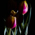 Tulpen