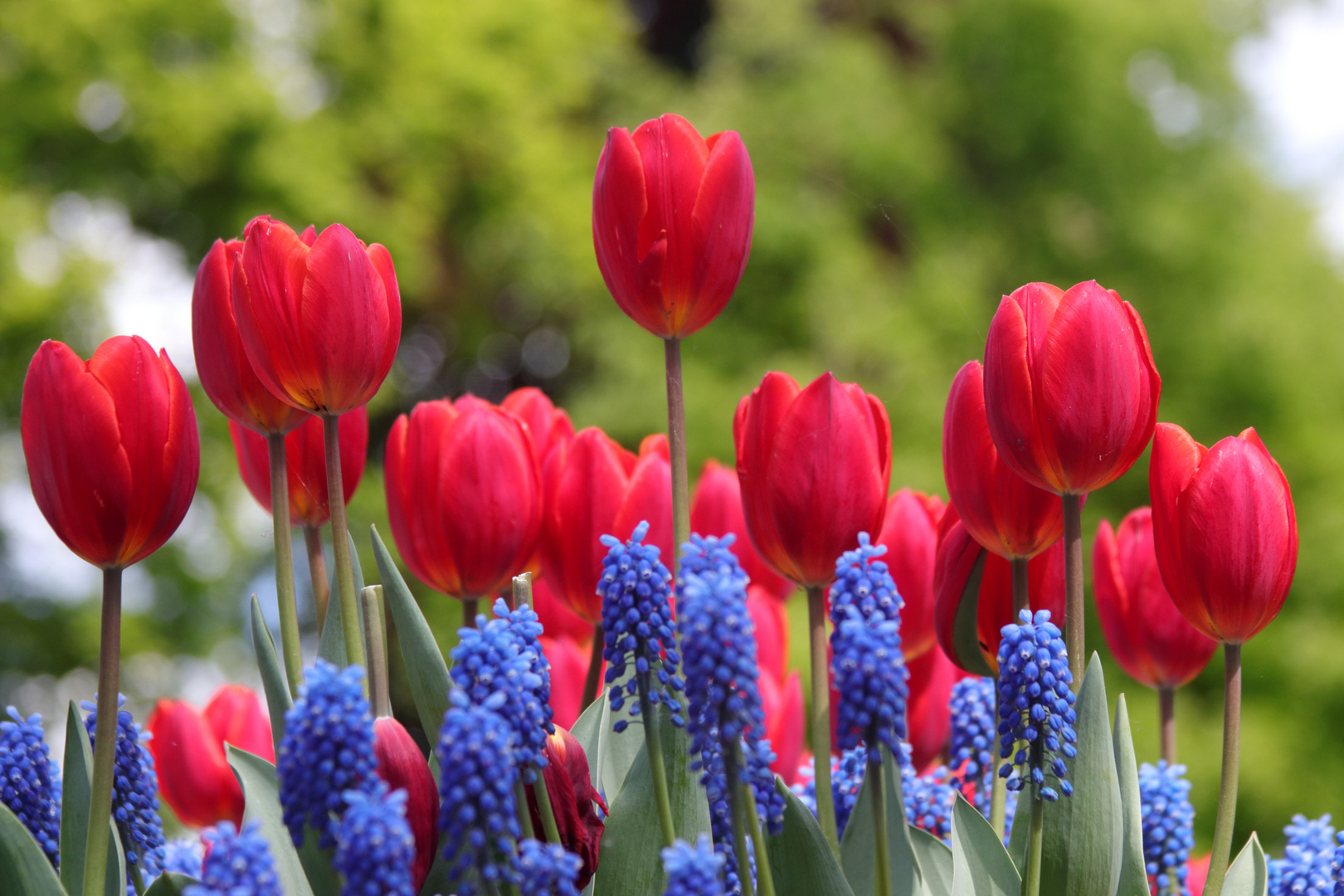 Tulpen